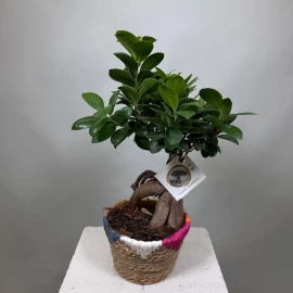 Ficus Bonsai (42 cm)