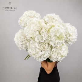 Hortensie albă