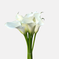 Cala albă 9buc ( la precomanda)