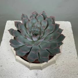 Echeveria (16 cm)