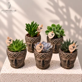 Mix de suculente în ghiveci decorativ (11 cm)