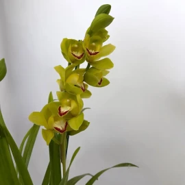 Orhidee Dendrobium