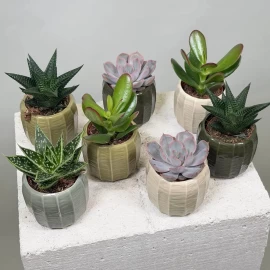 Mix de suculente (11 cm)