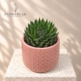 Haworthia (18 cm)