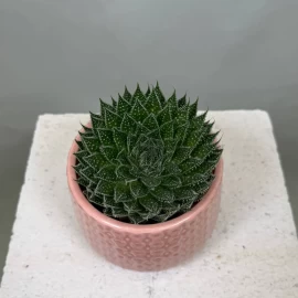Haworthia (18 cm)