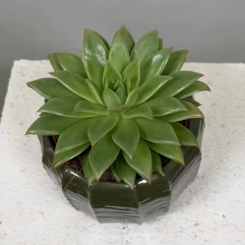 Echeveria (17 cm)