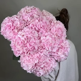 Hortensie roz