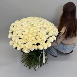 201 white Dutch roses (pre-order 14 days)