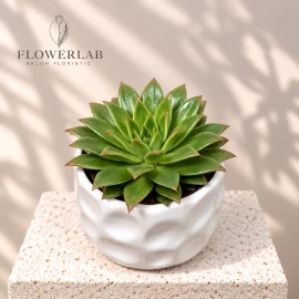 Echeveria (15 cm)