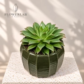 Echeveria (17 cm)