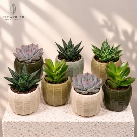Mix de suculente (11 cm)