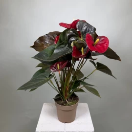 Anthurium roșu (55 cm)
