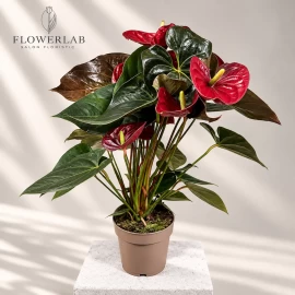 Anthurium roșu (55 cm)
