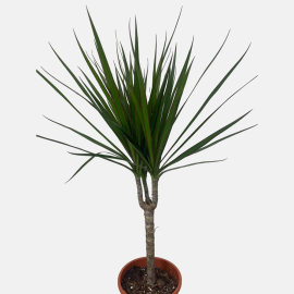 Dracaena