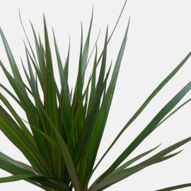 Dracaena