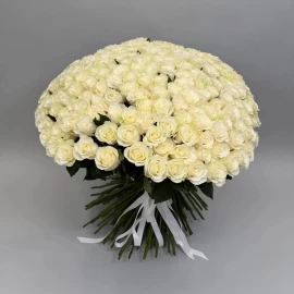 201 white Dutch roses (pre-order 14 days)