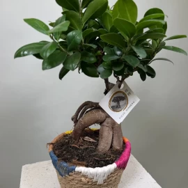 Ficus Bonsai (42 cm)