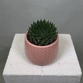 Haworthia (18 cm)